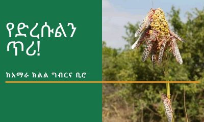 የድረሱልን ጥሪ!... ከአማራ ክልል ግብርና ቢሮ